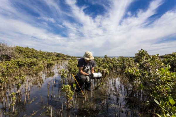 essay on the topic ecosystem restoration